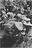 Nelumbo%20nucifera%20%27Buzeng%20Jielu%27