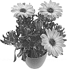 Osteospermum%20ecklonis%20%27BKOSTOR%27