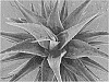 x%20Mangrave%20hybrid%2C%20Manfreda%20times%20Agave%20%27Iron%20Man%27
