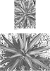 x%20Mangave%20hybrid%2C%20Manfreda%20times%20Agave%20%27Racing%20Stripes%27