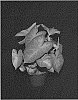 Caladium%20X%20hortulanum%20%27BLZ%20158-14%27
