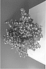 Campanula%20poscharskyana%20%27PSDBH15701%27
