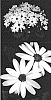 Senecio%20cruentus%20%27Sene%20Gosigore%27