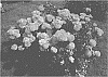 Rosa%20hybrida%20%27KORrosobi%27