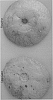 Citrus%20sinensis%20%27Red%20Lina%27