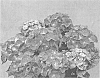 Hydrangea%20macrophylla%20%27Strared%27