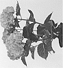 Hydrangea%20macrophylla%20%27Hortmacaro%27