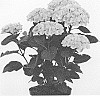 Hydrangea%20macrophylla%20%27Hokomarore%27