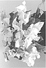 Bougainvillea%20communis%20%27Vista5%27