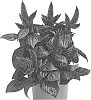 Celosia%20argentea%20%27Zancemepur%27