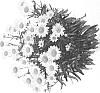 Leucanthemum%20superbum%20%27DLEULUCCHI%27