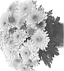 Chrysanthemum%20X%20morifolium%20%27Domchryblus%27