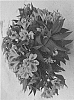 Alstroemeria%20hybrida%20%27Zaprimu%27