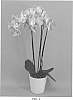 Phalaenopsis%20hybrid%20%27PHALGLEZY%27