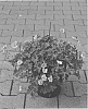 Geranium%20wallichianum%20x%20Geranium%20himalayense%20%27AZRU12%27
