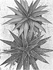 Agave%20times%20x%20Mangave%20hybrid%20%27Blazing%20Saddles%27