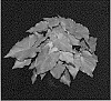 Caladium%20X%20hortulanum%20%27RSL%202321-469%27