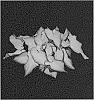 Caladium%20X%20hortulanum%20%27WWG%202320-373%27