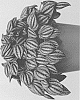 Peperomia%20albovittata%20%27EC-PEPE-1803%27
