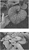 Brunnera%20macrophylla%20%28Adams%29%20I.%20M.%20Johnston%20%27Sterling%20Silver%27