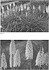 Kniphofia%20hybrida%20%27Flashpoint%27