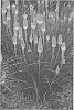 Kniphofia%20hybrida%20%27Jackpot%27