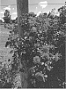 Rosa%20hybrida%20%27Overedclimb%27