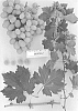 Vitis%20vinifera%20%27Sugrafiftyfour%27