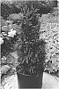 Thuja%20plicata%20x%20Thuja%20standishii%20%27T%20p%20x%20T%20s%20Junior%20Giant%27