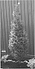 Thuja%20plicata%20%27Northern%20Spire%27