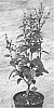 Syringa%20hybrida%20%27Annys200809%27