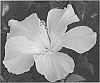 Hibiscus%20rosa-sinensis%20%27JBG%2014007%27