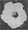 Hibiscus%20rosa-sinensis%20%27JBG%2014023%27
