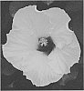 Hibiscus%20rosa-sinensis%20%27JBG%2014023%27