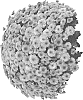 Chrysanthemum%20X%20morifolium%20%27Dommertrup%27