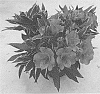 Alstroemeria%20hybrida%20%27Zaprikatia%27