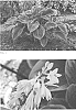 Hosta%20hybrid%20%28Tratt.%29%20%27Wu-La-La%27