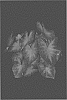 Caladium%20X%20hortulanum%20%27KAT%20011-118%27