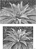 x%20Mangave%20times%20Agave%20gypsophila%20%27Mayan%20Queen%27