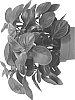 Peperomia%20obtusifolia%20%27EC-PEPE-1806%27