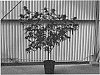 Cannabis%20plant%20named%20%27AVIDEKEL%27