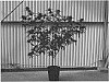Cannabis%20plant%20named%20%27AVIDEKEL%27