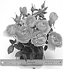 Rosa%20hybrida%20%27WEKgrasucejuc%27
