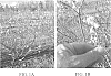 Vaccinium%20corymbosum%20%27TH-1321%27