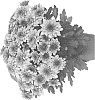 Chrysanthemum%20X%20morifolium%20%27Domchryrom%27