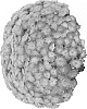 Chrysanthemum%20X%20morifolium%20%27Domsudipi%27