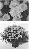 Chrysanthemum%20x%20morifolium%20%27CIFZ0070%27
