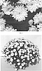 Chrysanthemum%20x%20morifolium%20%27CIFZ0068%27