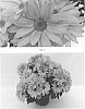 Chrysanthemum%20x%20morifolium%20%27CIDZ0095%27