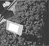 Verbena%20x%20hybrida%20%27KLEVP18004%27